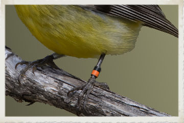 Colour banded bird