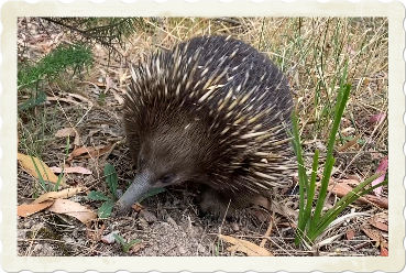 Echidna