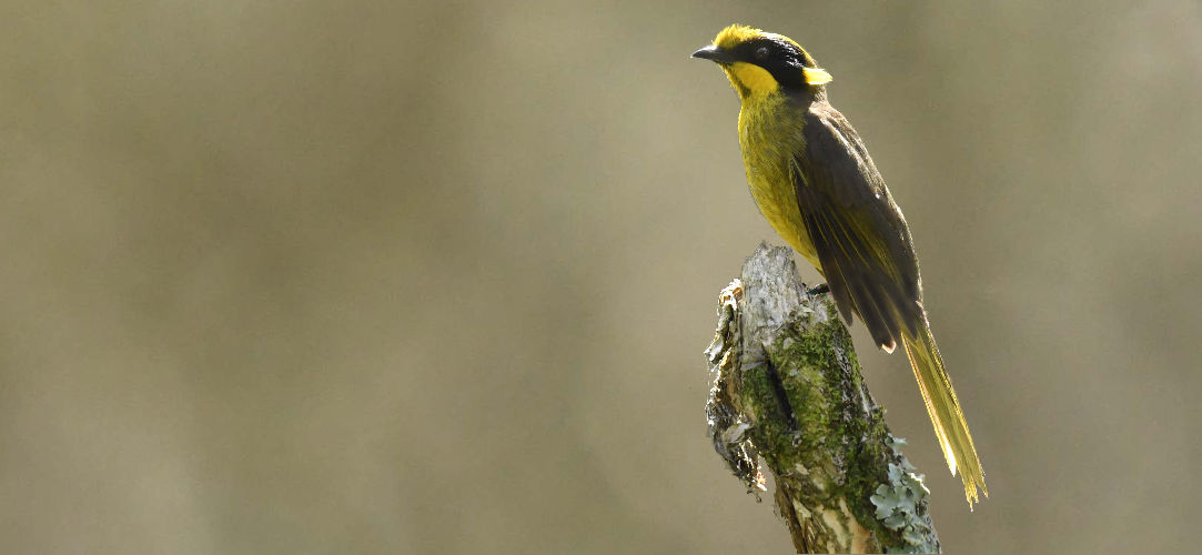 Helmeted Honeyeater Image