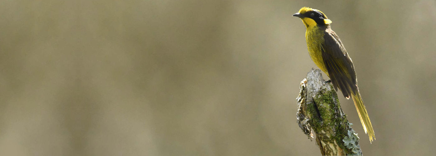 Helmeted Honeyeater Image