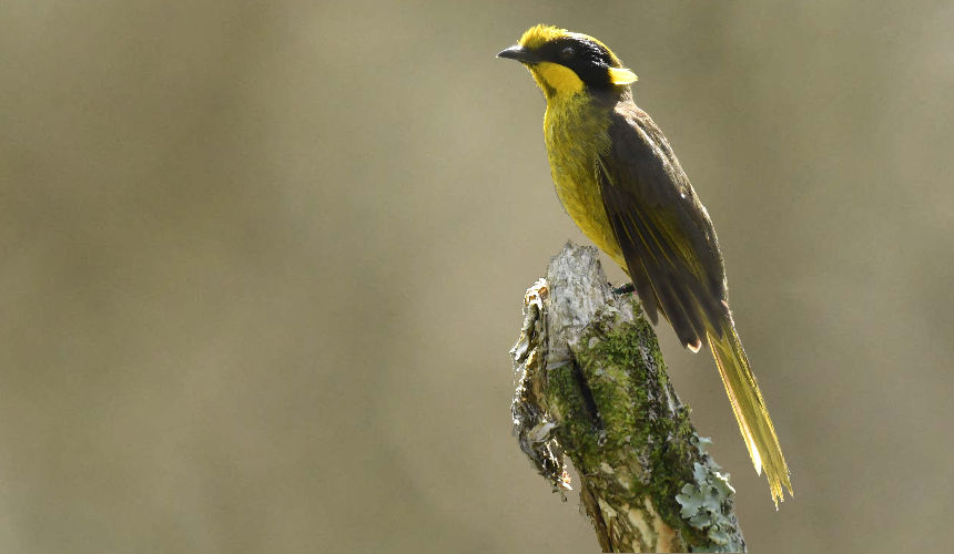 Helmeted Honeyeater Image